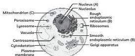 Answer image