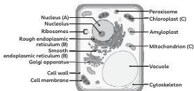 Answer image